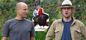 turkeys