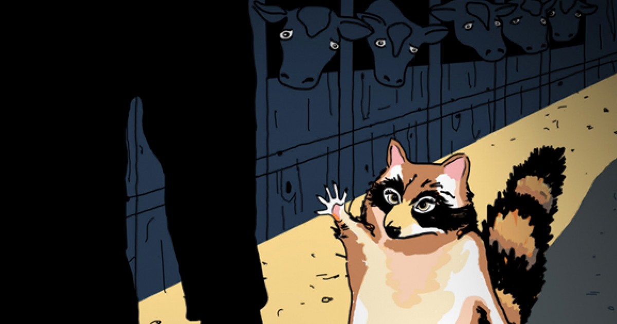 Unemployed Raccoon One Crazy-Brave Raccoon – InFurNation